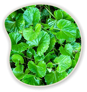 Close-up botanical image of fresh green leaves.
