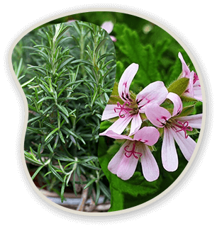 Herbal ingredient image featuring rosemary and pink blossoms.